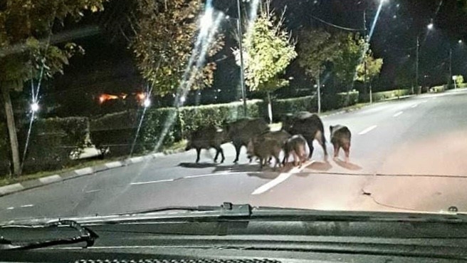 O turmă de porci mistreţi se plimbă pe străzile din Râmnicu Vâlcea