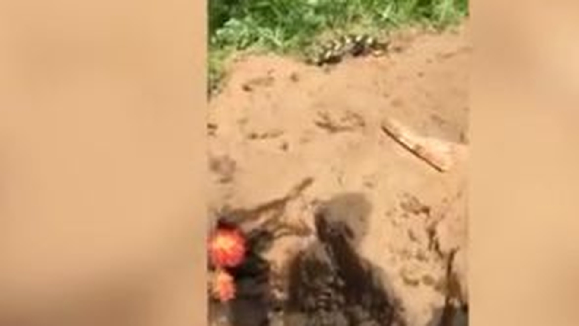 Doi urși au pătruns într-un cimitir, au dezgropat mai multe morminte și au mâncat cadavrele
