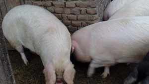 De teama sa nu ii moara, un localnic din Buzau si-a luat porcii in casa!