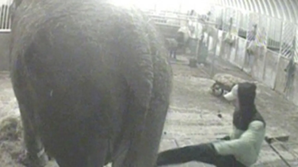 Cel mai batran elefant din Marea Britanie, batut si injunghiat de un roman!