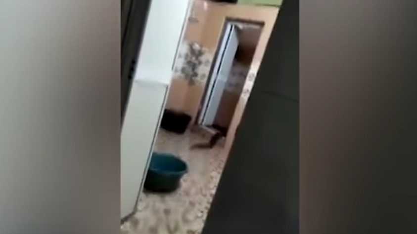 S-au trezit în casă cu un monstru! Oamenii au pus rapid mâna pe telefon şi au filmat, iar imaginile înfricoşătoare au devenit rapid virale