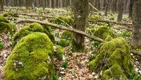 Locul magic din România pe care doar câțiva oameni îl știu. Zona este păzită de ”Zâne”