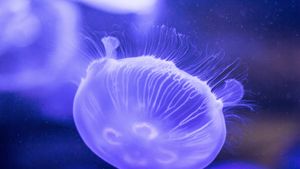 Invazie de meduze la Marea Neagră. Ce se întâmplă în această perioadă