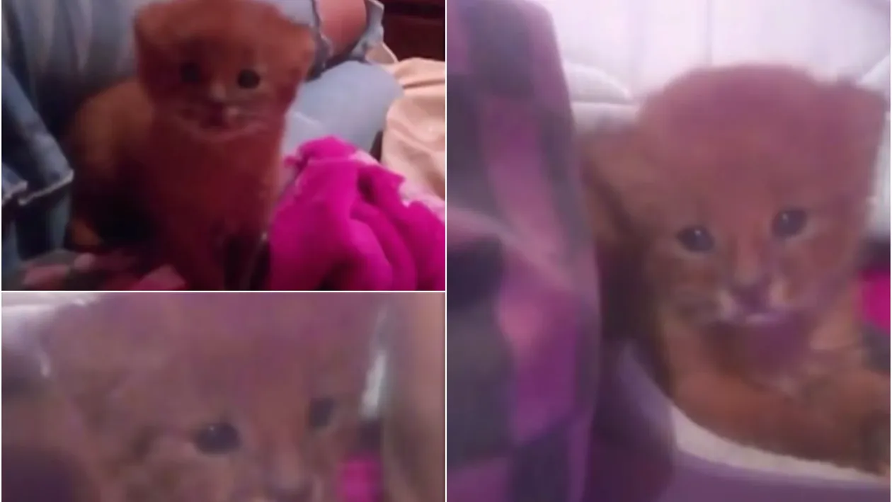 O femeie a găsit un pui de pisică pe stradă și a decis să-l ia acasă. Ce a descoperit când a dus animalul la medicul veterinar
