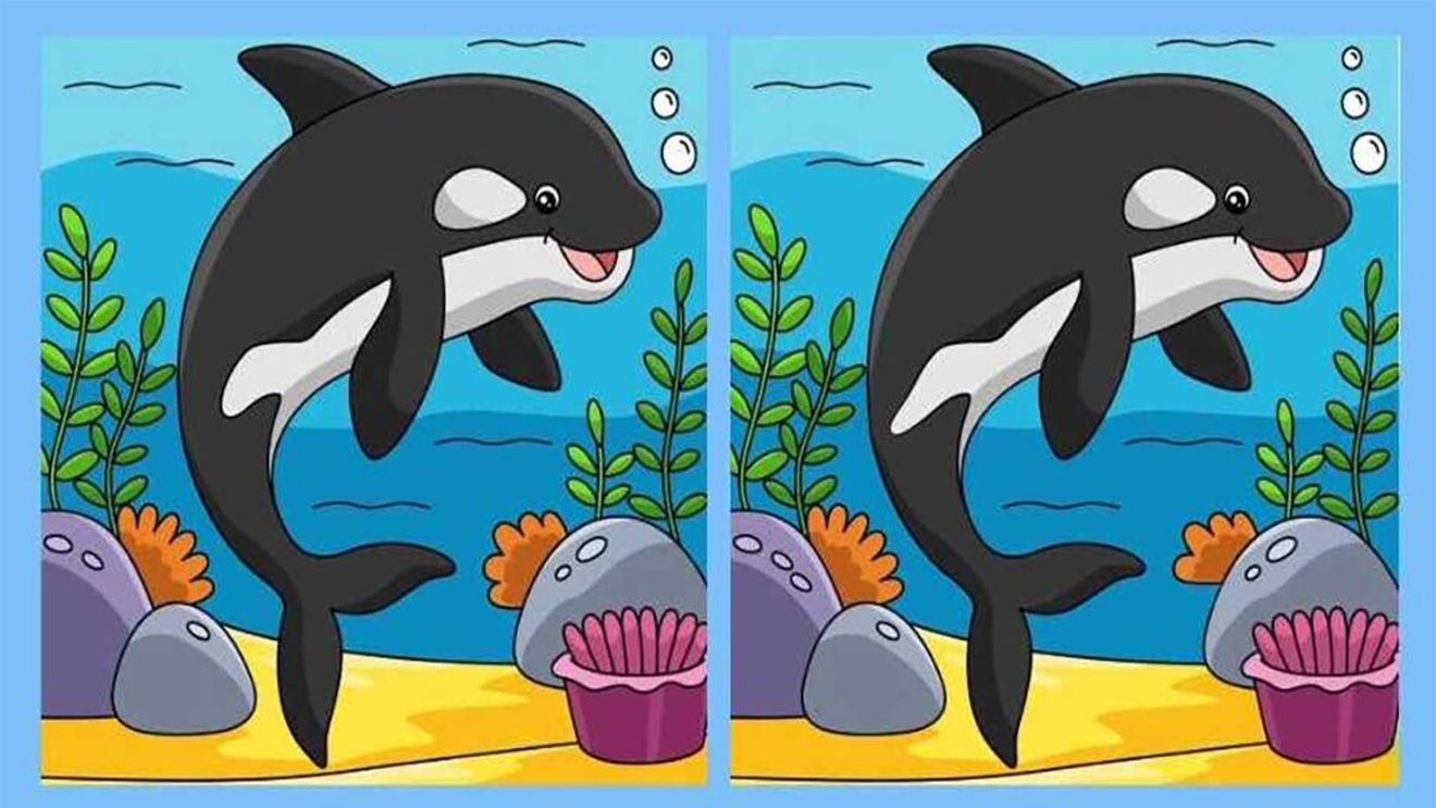 Test de perspicacitate | Găsiți toate cele 3 diferențe dintre acești doi delfini! Geniile reușesc în 11 secunde