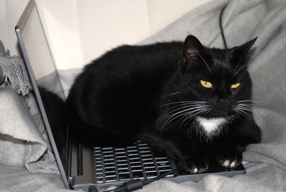 Ce vârstă are pisica ta în ani omenești. Calculul e foarte simplu! Vezi ce vedete preferă micuțele feline și cine a ales să își ia câine