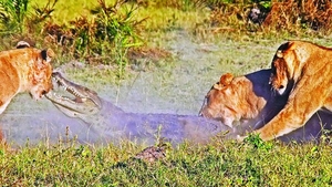 L-au halit pe crocodil!