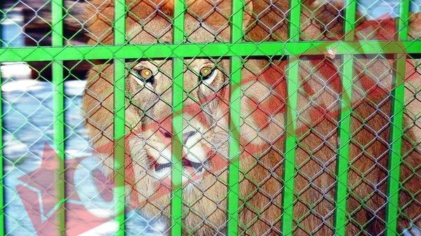Leul nemtenilor va pleca in Africa