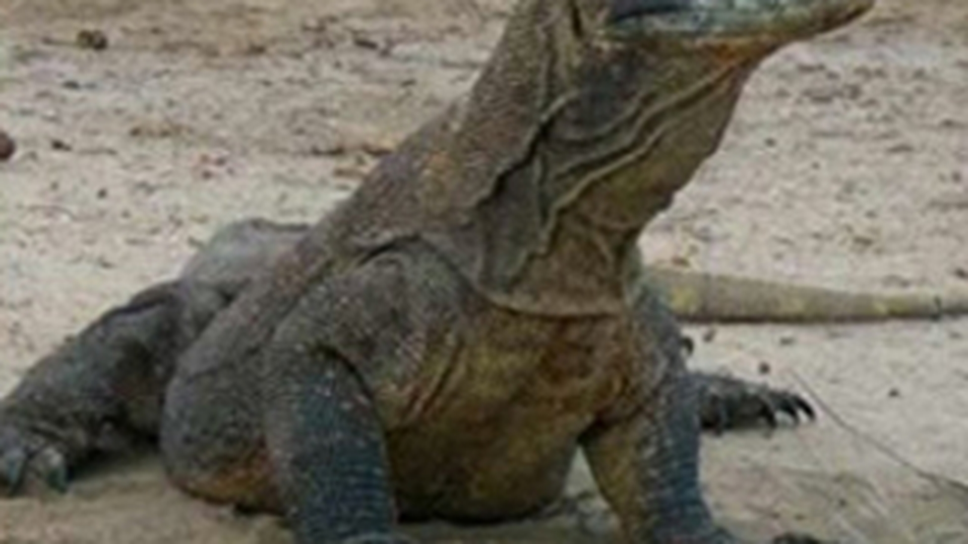Vezi aici creatura neobisnuita care a fost fotografiata in Parcul Natural Lunca Muresului