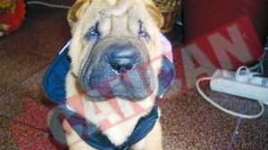 Petrica este mort dupa mamaliga cu branza