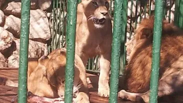 Imaginile care il vor emotiona pana la lacrimi pe Nutu Camataru! Ursii si leii lui au ajuns de nerecunoscut!