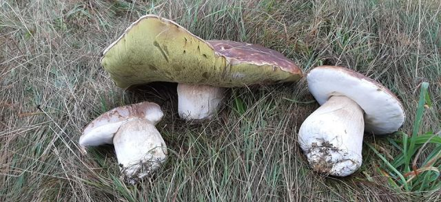 Marius se plimba prin pădure, în Poiana Brașov, și a văzut ceva incredibil: ”Prietenii mei nu m-au crezut nicio secundă…”