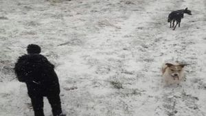 Iluzie optică | Vezi o persoană și 2 câini în imagine? Mai privește o dată: răspunsul te va lăsa fără cuvinte