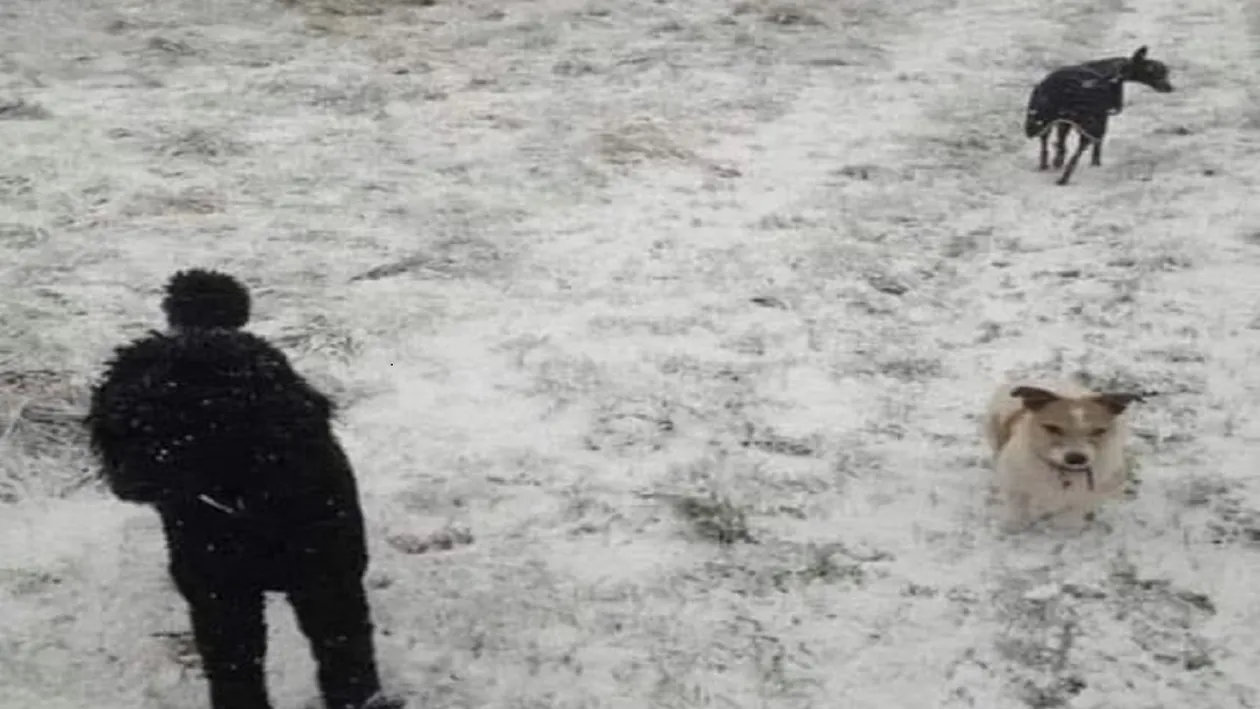 Iluzie optică | Vezi o persoană și 2 câini în imagine? Mai privește o dată: răspunsul te va lăsa fără cuvinte