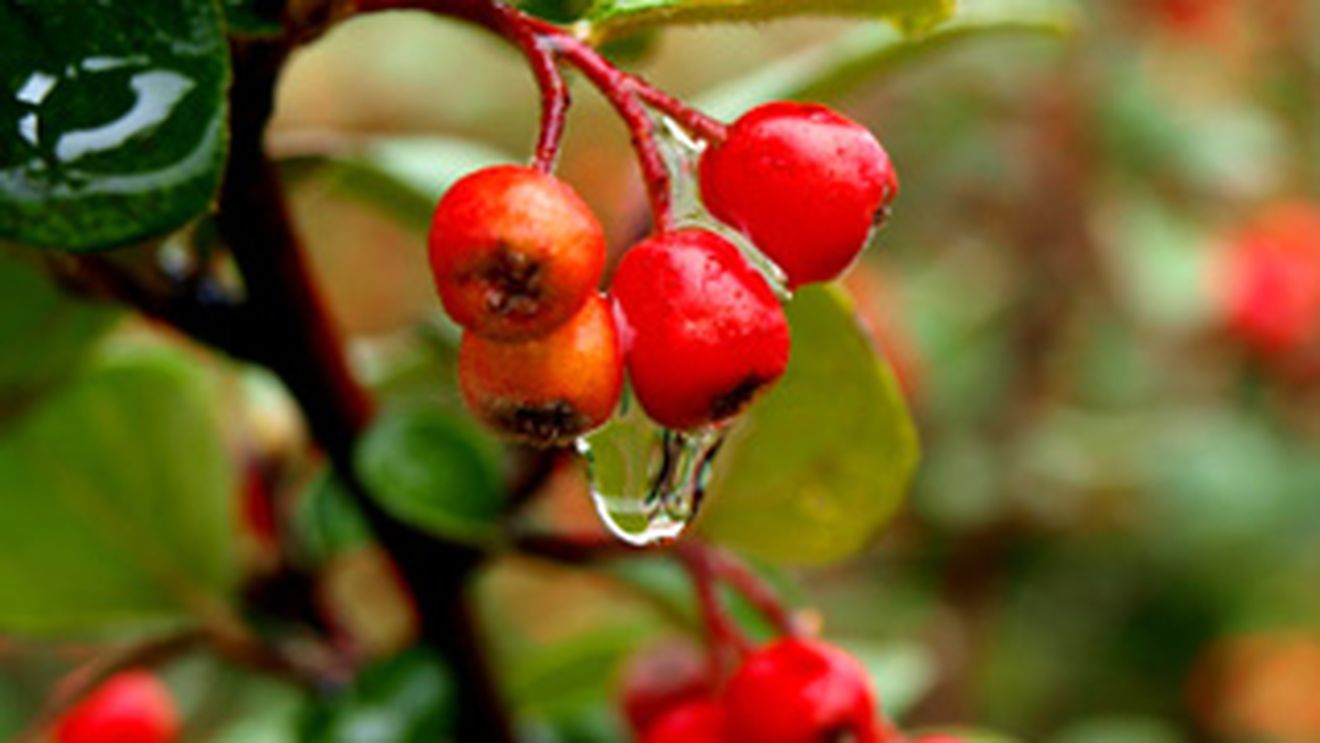 Macesul, o adevarata planta-minune! Fructele au un continut ridicat de vitamina C si de antioxidanti