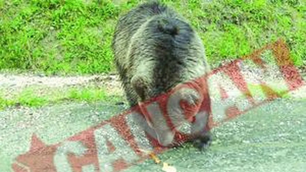 La Sinaia, ursii au pus stapanire pe Cota 1400