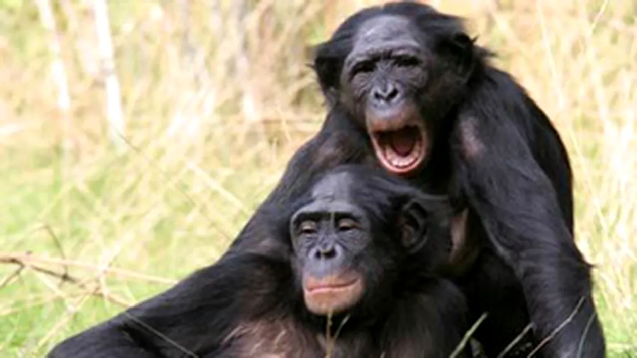 Cercetatorii britanici se tem ca s-ar putea crea in laborator maimute care sa vorbeasca!