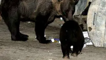 Ursii din Brasov sunt atrasi in padure cu doua tone de ciocolata