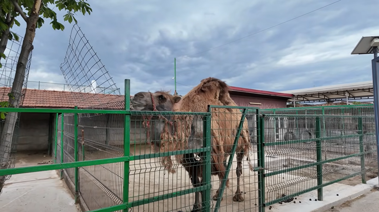Acasă la Nuțu Cămătaru. Cum arată domeniul de 5 hectare din Rahova? Specii inedite de animale și cea mai mare piscină din București