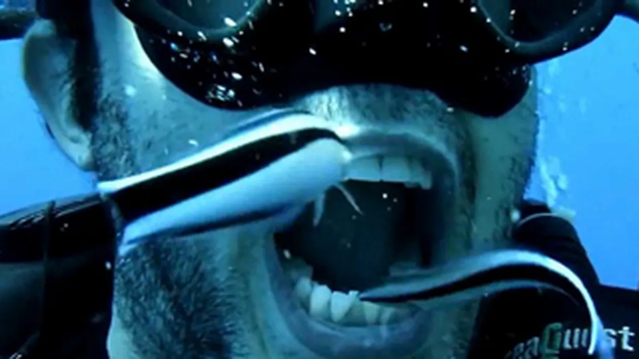 Video nebunesc! Un scafandru se spala pe dinti cu ajutorul a doi pesti - Vezi cum ii lasa sa-i curete dantura sub apa