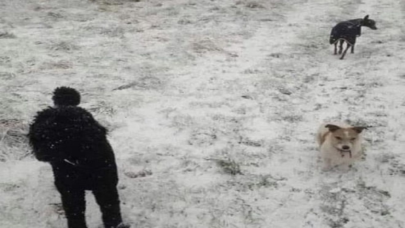 Iluzie optică | Vezi o persoană și 2 câini în imagine? Mai privește o dată: răspunsul te va lăsa fără cuvinte