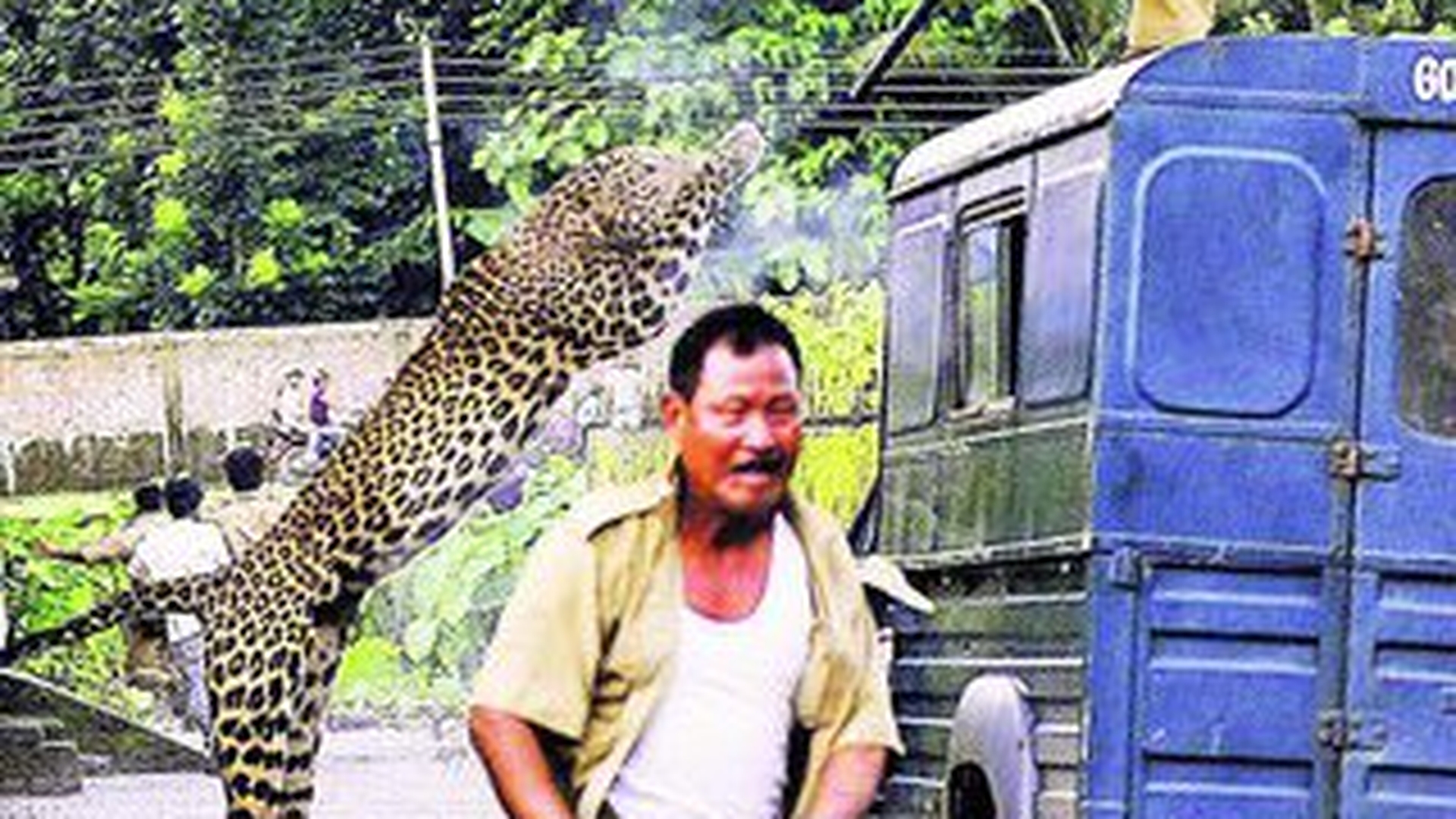 Un leopard a bagat groaza in localnici