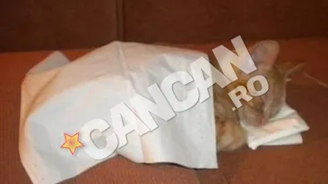 Nu ai cum sa nu il indragesti la cat de adorabil doarme! El este Jerry si a tras un pui de somn pe asternuturile lui cele noi! Da-i share pe Facebook