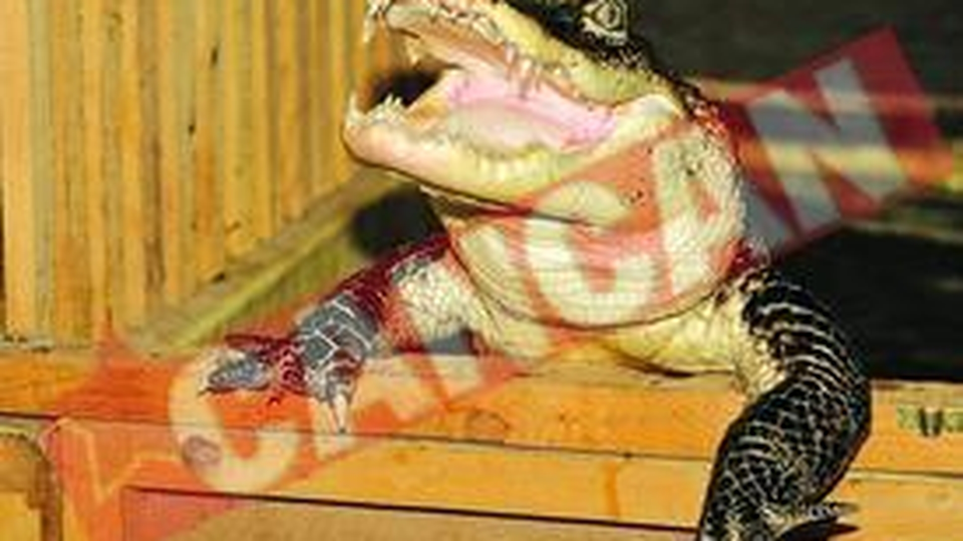 Crocodilii din comuna Valea Rosie