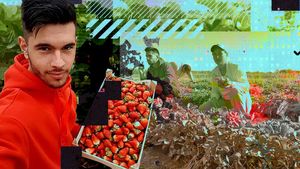 Un student de la Agronomie dă lovitura cu o plantație de căpșuni. Alex a reușit să își aducă acasă părinții care munceau în Italia de 12 ani