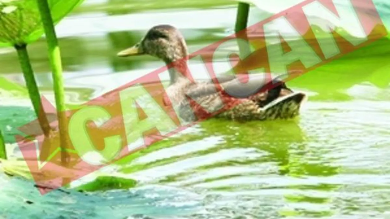 Fripturi din ratele salbatice de pe lacurile bucurestene