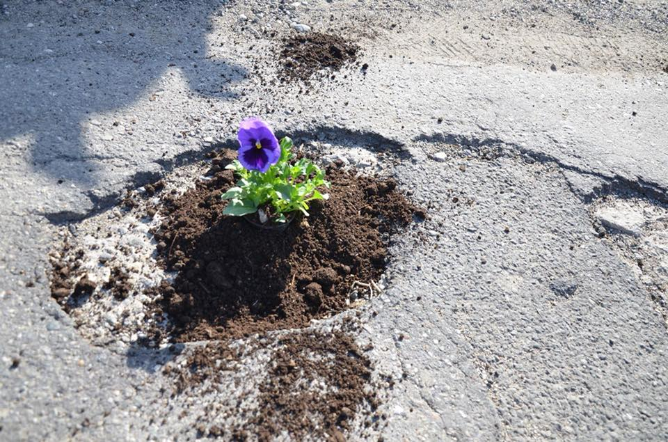 Pansele plantate de primari în drumul județean