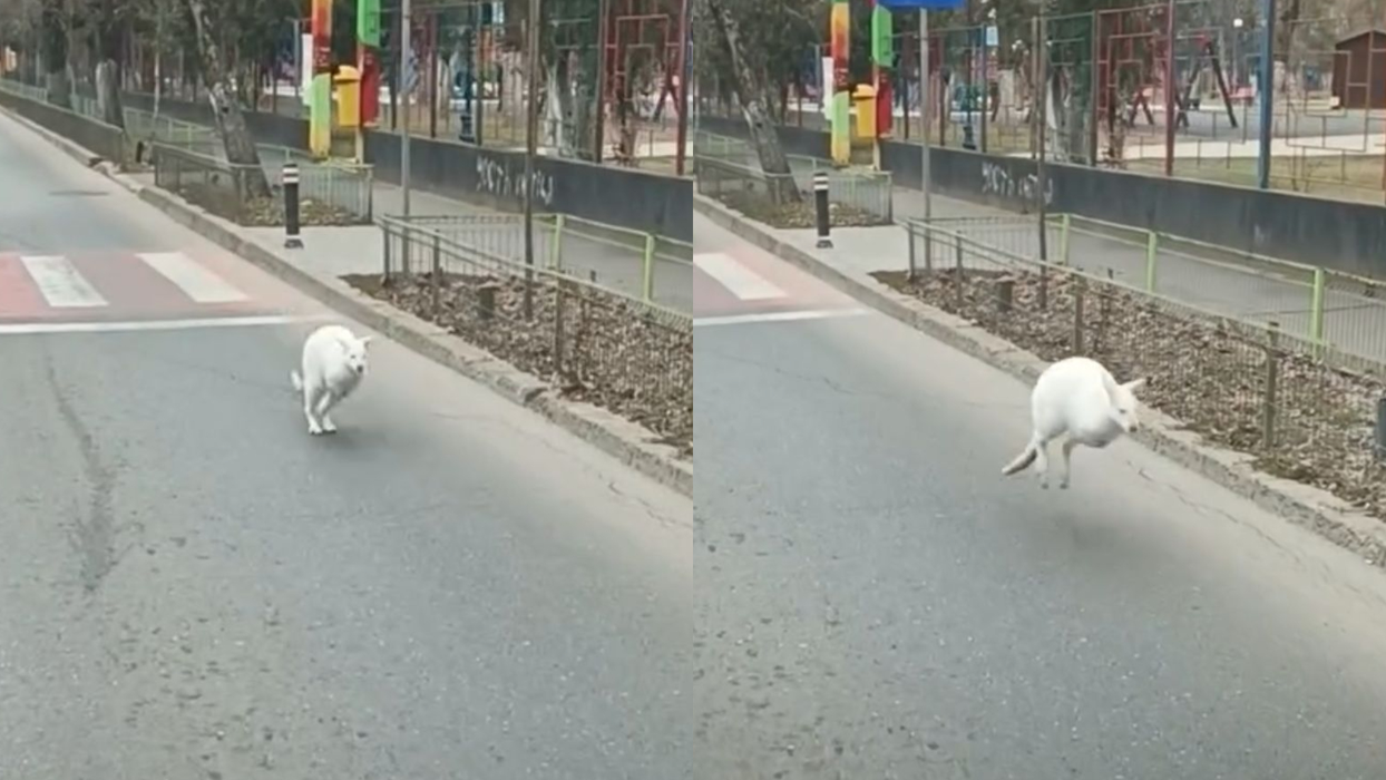 S-a aflat al cui este puiul de cangur care a fugit îngrozit pe străzile din București. Foto: social media