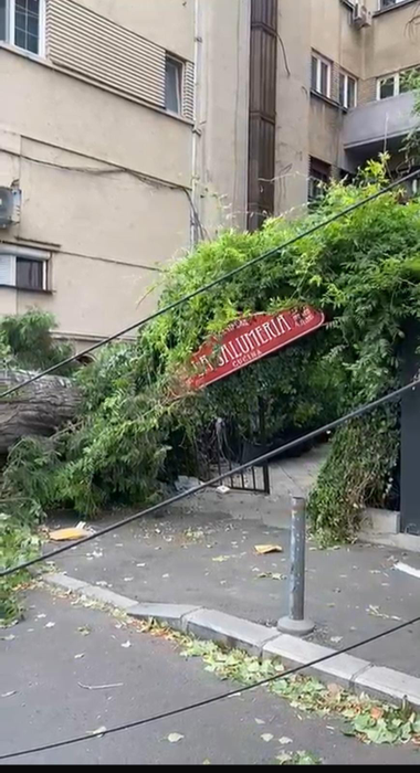 Furtuna a făcut prăpăd în București! Un copac a fost doborât în Sectorul 1 al Capitalei