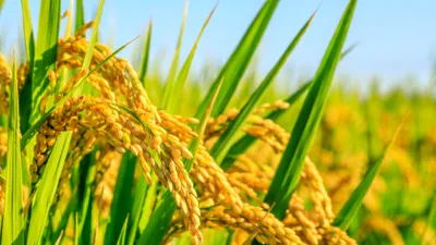 Producția globală de orez aproape s-a dublat în ultimii 50 de ani, în ciuda schimbărilor climatice