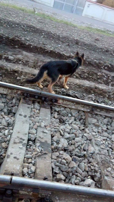 Bătrânul şi-a legat intenţionat câinele de şinele de cale ferată, apoi a aşteptat să vină trenul! Ce s-a întâmplat după câteva minute