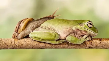 Pozele care au amuzat o planeta! Cat timp ii ia unui melc sa traverseze o broasca?
