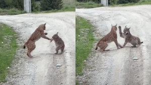 Imagini cu cea mai mare felină din Europa, surprinse în România! Cum a fost filmat animalul care e scump la vedere