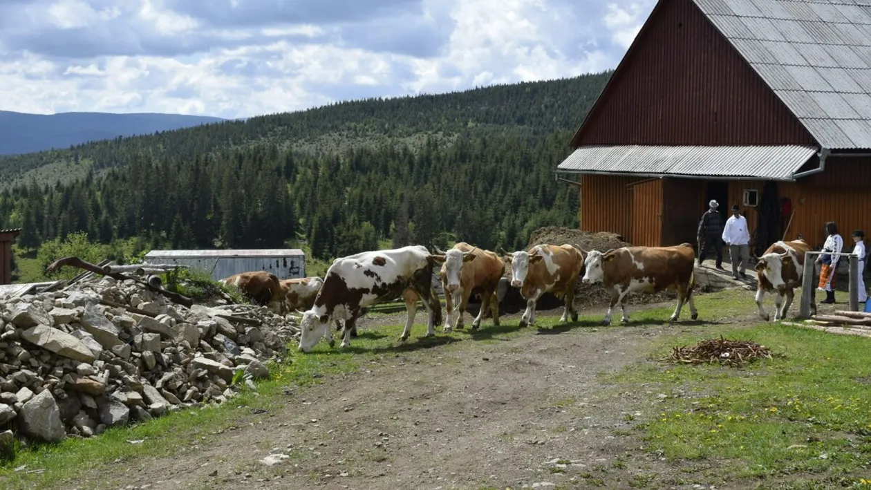 Ai auzit de satul Măguri? Este localitatea aflată la cea mai înaltă altitudine din România şi arată mirific