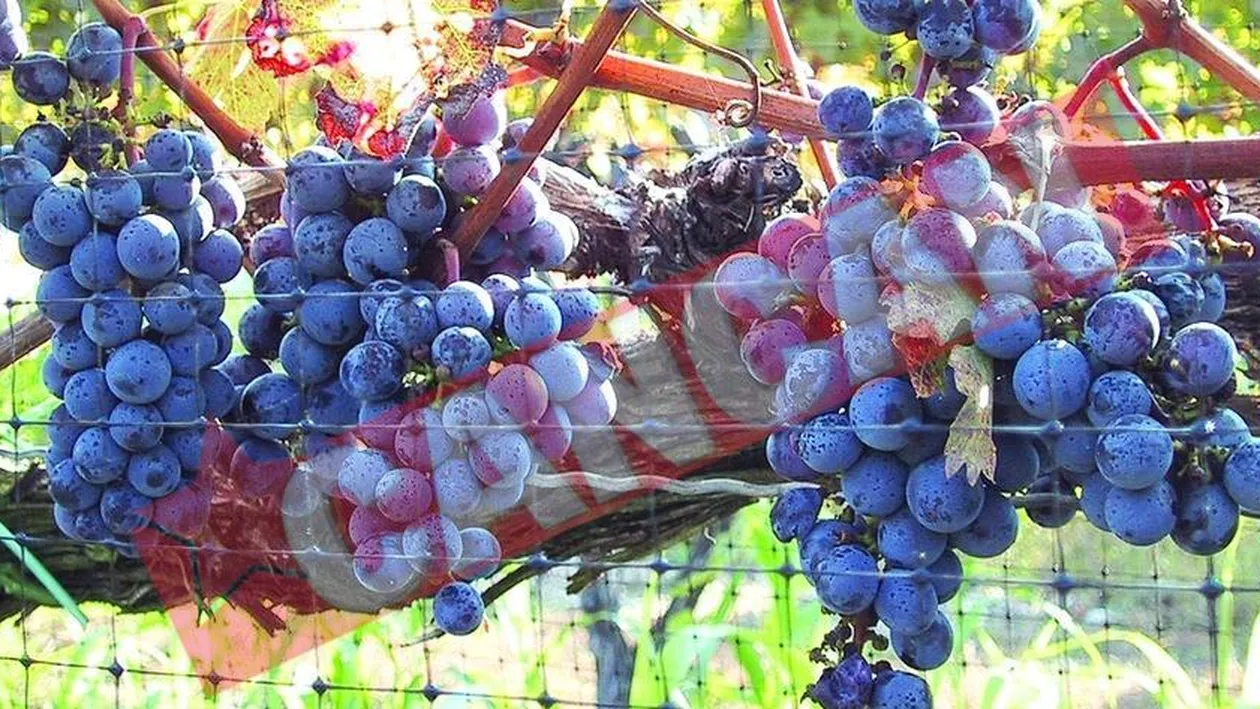 UE ia vinul de la gura romanilor