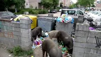 VIDEO. Aradul, invadat de porci care se hrănesc cu gunoiul neridicat de pe străzi