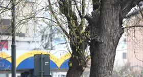 Galerie foto - poza 4