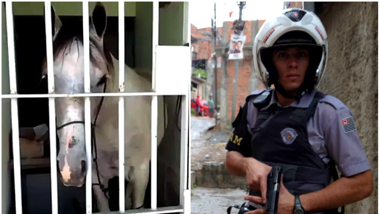 Cel mai ridicol arest făcut vreodată! Poliţiştii au băgat după gratii un cal. Ce făcuse atât de teribil animalul