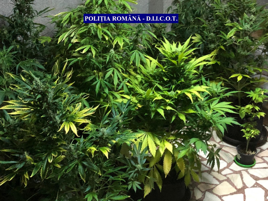 Plantele de cannabis erau îngrjite după toate regulile 