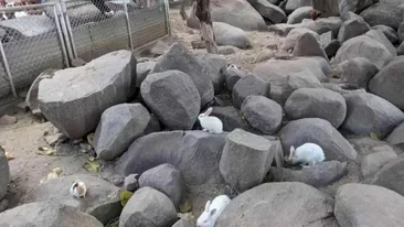 Iluzie optică virală | Doar un geniu poate găsi porcul ascuns în această imagine, în 5 secunde