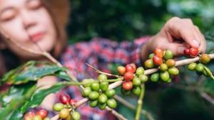 Băutura preferată a europenilor, în pericol. Țările cu cea mai mare producție de cafea vor deveni prea calde pentru a o putea cultiva