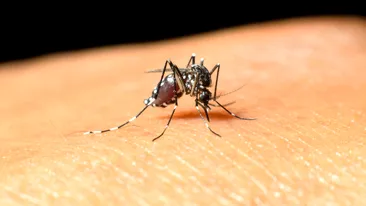 Atenție la țânțari! A fost confirmat primul caz de West Nile în Bacău