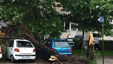 Ploaia a făcut ravagii în Capitală: 21 de copaci căzuți, 13 mașini avariate și șase gospodării inundate