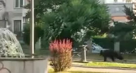 Galerie foto - poza 2