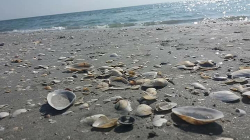 Hotelierii din Eforie Nord şi Eforie Sud se plâng de nudişti. Turiştii au făcut reclamaţii şi ei: "Sunt prea..."