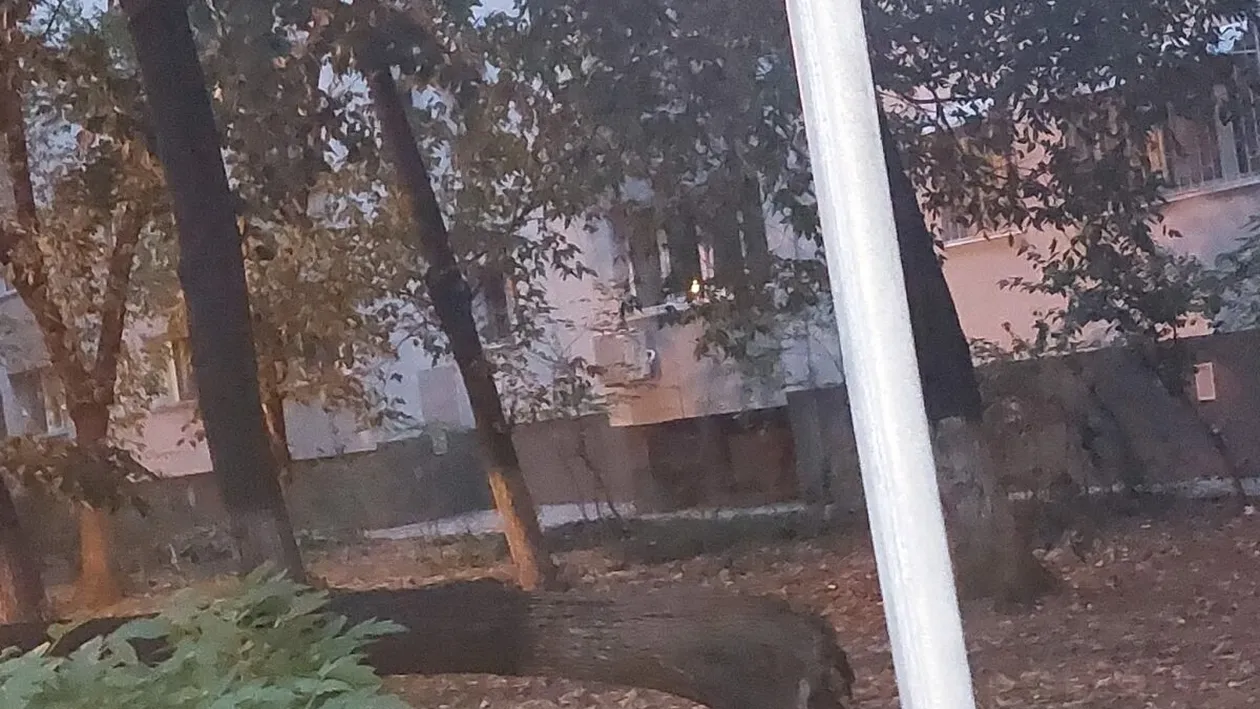 Se întâmplă din nou! Un copac s-a prăbuşit peste maşini într-o parcare din Sectorul 3